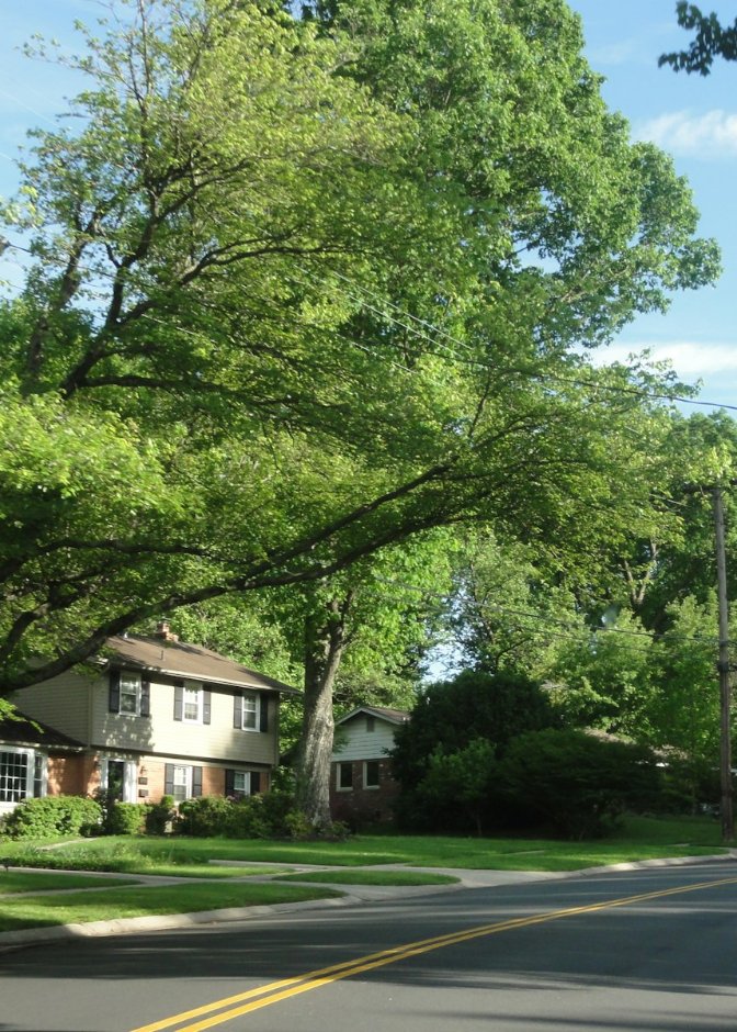 Quiet tree-lined suburban street, representing Elmwood Park